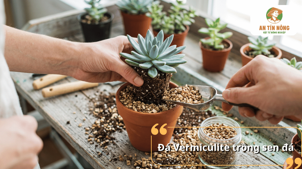 Đá Vermiculite trồng sen đá dạng hạt màu nâu vàng, được sử dụng làm giá thể phối trộn trong quá trình chăm sóc cây.