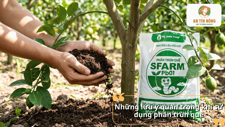 Những lưu ý quan trọng khi sử dụng phân trùn quế cho cây ăn quả.