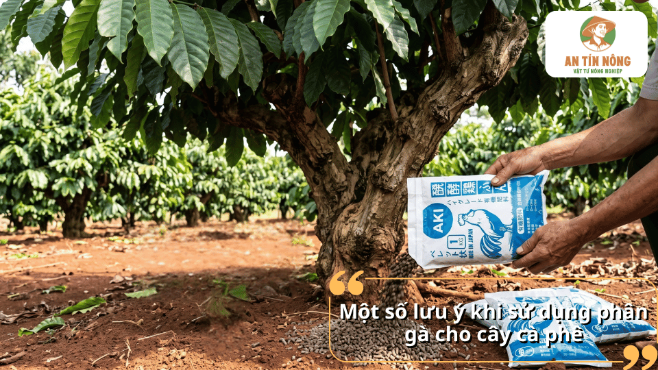 Một số lưu ý khi sử dụng phân gà cho cây cà phê, giúp bón phân đúng cách và phù hợp với nhu cầu của cây.