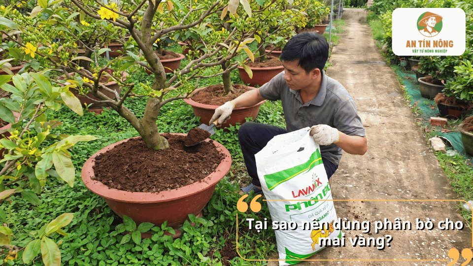 Vì sao nên dùng phân bò cho mai vàng và những lợi ích khi bón phân.