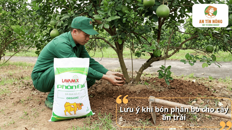 Lưu ý khi bón phân bò cho cây ăn trái để sử dụng phân đúng cách và phù hợp với cây.