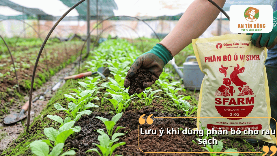 Những lưu ý khi sử dụng phân bò cho rau sạch để bón đúng liều lượng và thời điểm.
