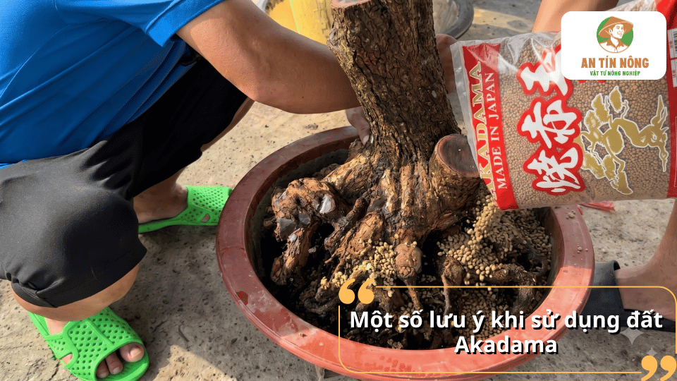 Một số lưu ý khi sử dụng đất Akadama, đặc biệt trong quá trình bổ sung và phối trộn giá thể cho cây bonsai.