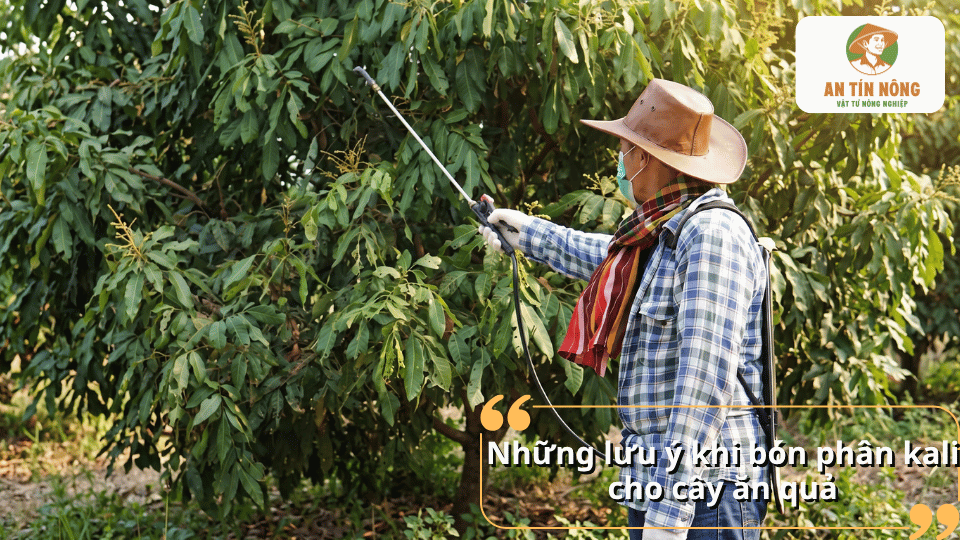Lưu ý khi bón phân kali cho cây ăn quả để sử dụng phân đúng cách và hạn chế bón quá mức.