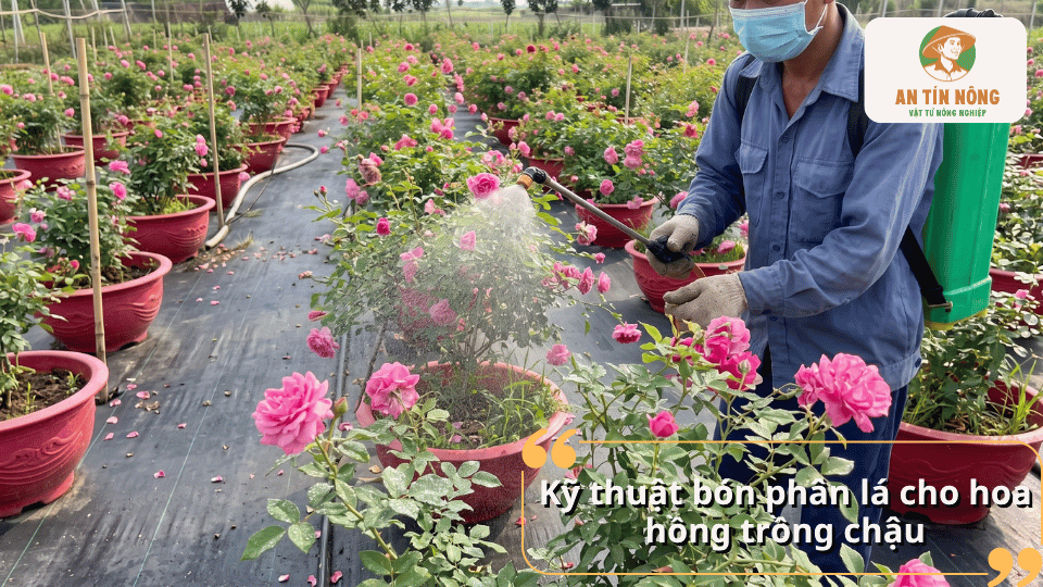 Kỹ thuật bón phân lá cho hoa hồng trồng chậu bằng bình tưới, giúp cung cấp dinh dưỡng phù hợp cho cây trong chậu.