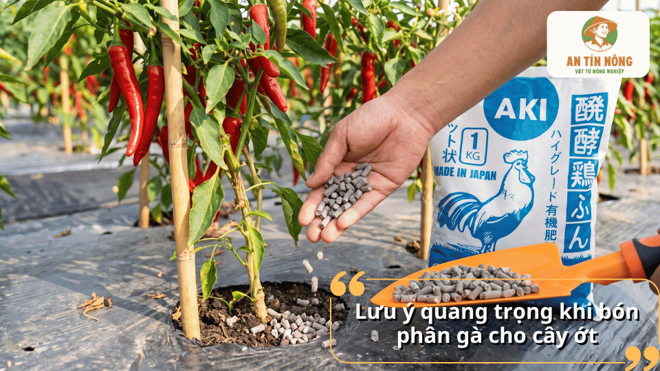 Lưu ý quan trọng khi bón phân gà cho cây ớt để cây phát triển khỏe và sai trái.