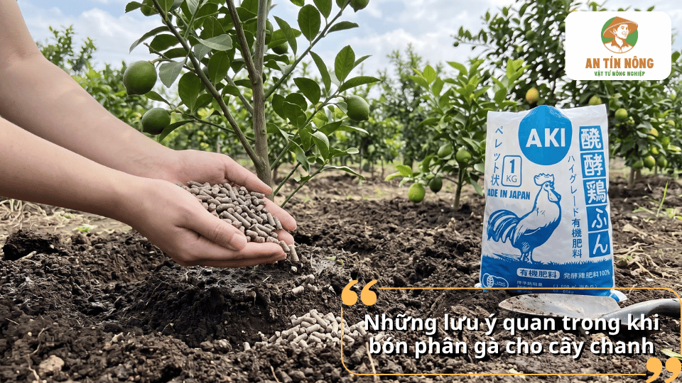 Những lưu ý quan trọng khi bón phân gà cho cây chanh giúp sử dụng phân đúng cách và phù hợp với cây.