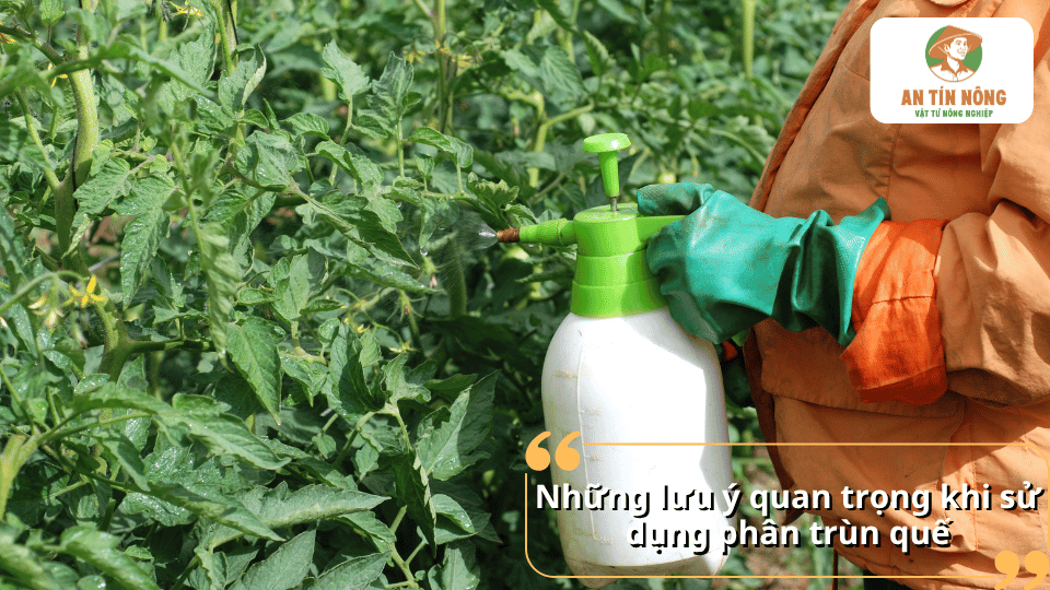 Những lưu ý quan trọng khi sử dụng phân trùn quế cho cà chua để bón đúng cách và hiệu quả.