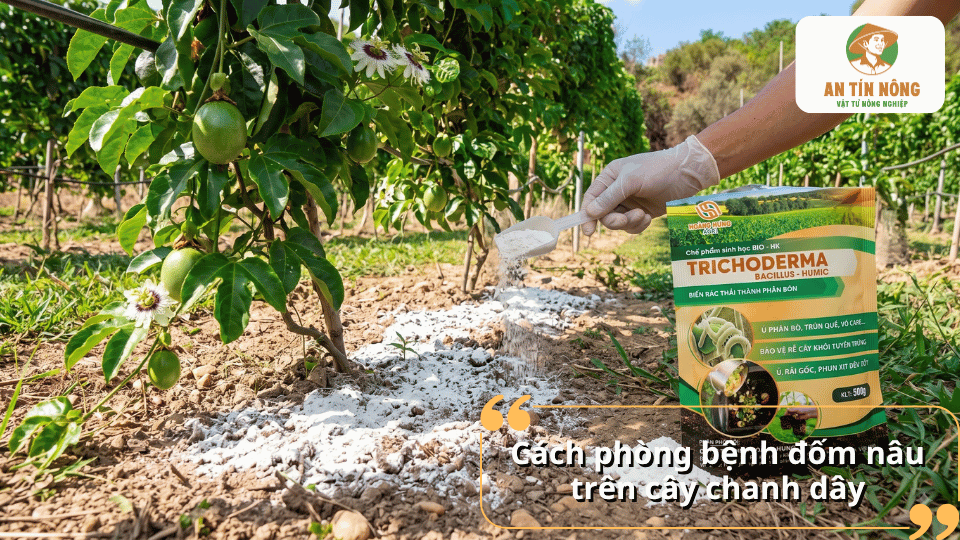 Cách phòng bệnh đốm nâu trên cây chanh dây bằng biện pháp chăm sóc và quản lý vườn.