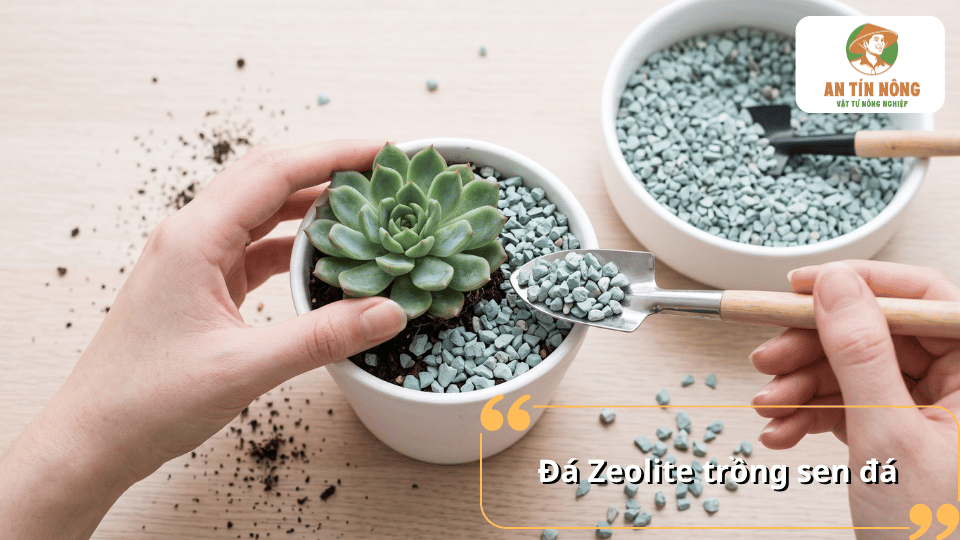 Đá Zeolite trồng sen đá dạng hạt nhỏ màu xanh xám, được rải và phối trộn cùng giá thể trong chậu sen đá.