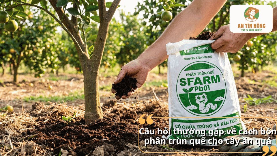 Câu hỏi thường gặp về cách bón phân trùn quế cho cây ăn quả.