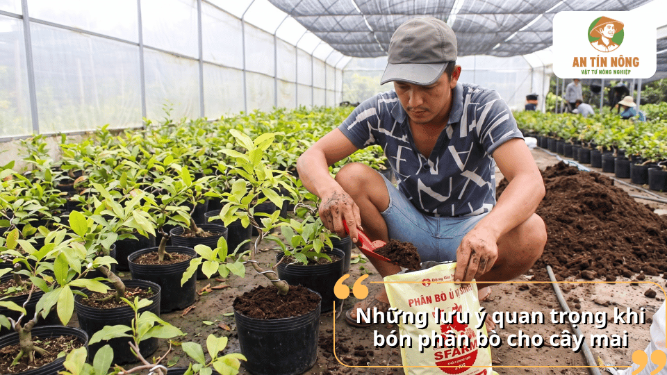 Những sai lầm cần tránh khi bón phân bò cho mai vàng.