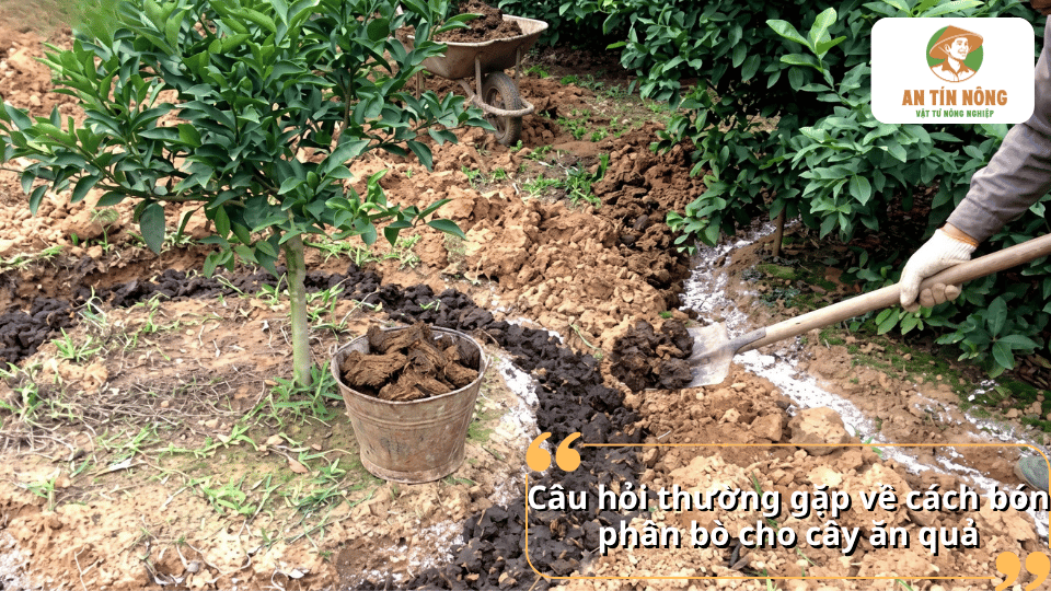 Câu hỏi thường gặp về cách bón phân bò cho cây ăn quả và những lưu ý khi sử dụng.