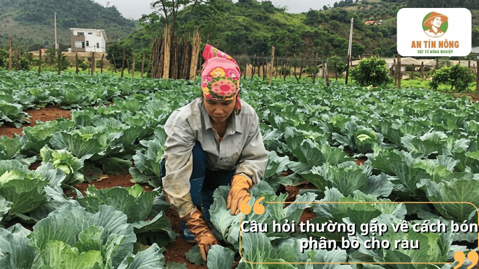 Câu hỏi thường gặp về cách bón phân bò cho rau và cách sử dụng phù hợp trong quá trình trồng rau.
