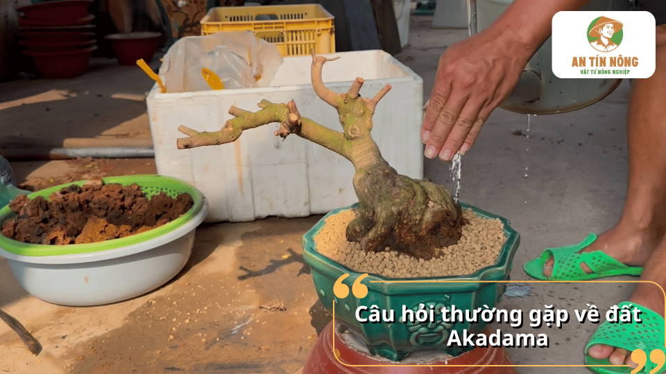 Câu hỏi thường gặp về đất Akadama và cách sử dụng loại giá thể này trong quá trình trồng, chăm sóc cây cảnh và bonsai.