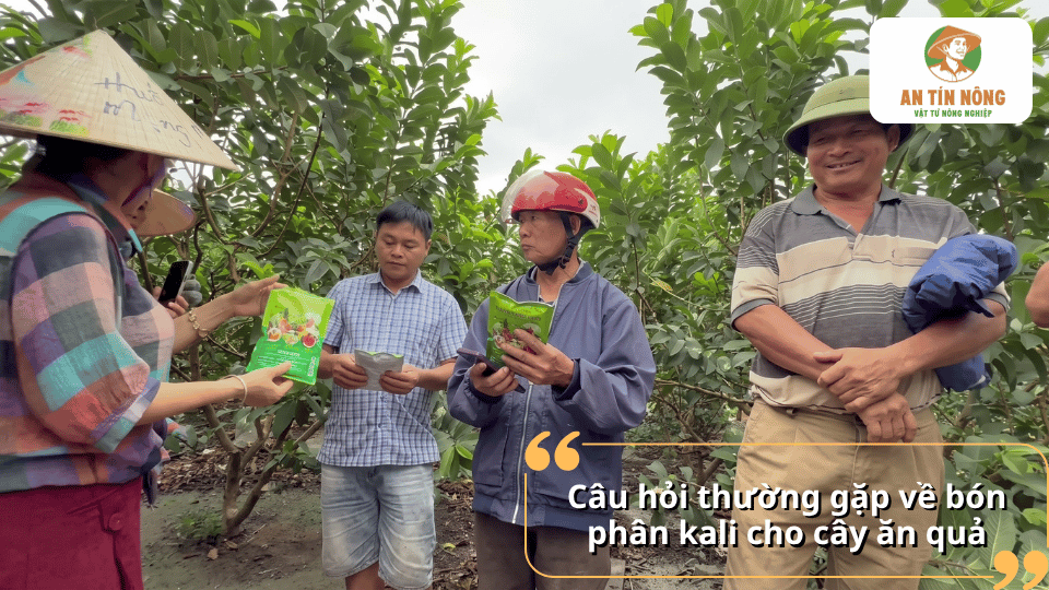 Câu hỏi thường gặp về bón phân kali cho cây ăn quả và cách sử dụng kali phù hợp.