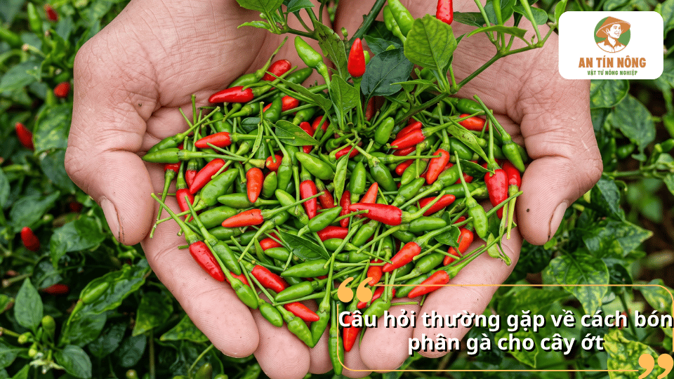 Câu hỏi thường gặp về cách bón phân gà cho cây ớt và cách sử dụng hiệu quả.