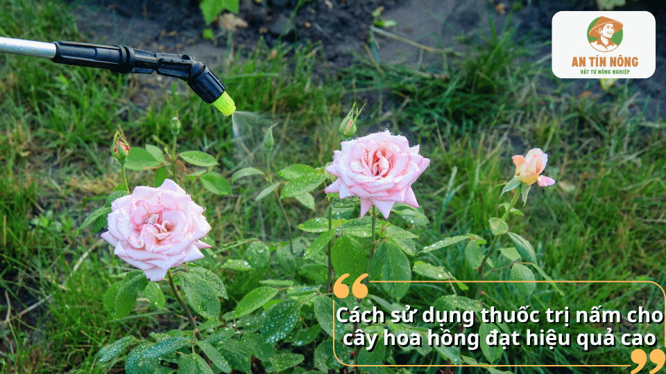 Cách sử dụng thuốc trị nấm cho cây hoa hồng bằng phương pháp phun thuốc trực tiếp lên lá và hoa