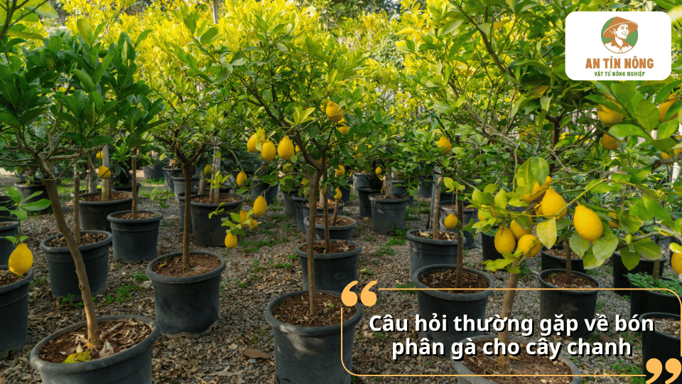 Câu hỏi thường gặp về bón phân gà cho cây chanh và cách sử dụng phân hiệu quả trong quá trình chăm sóc cây.