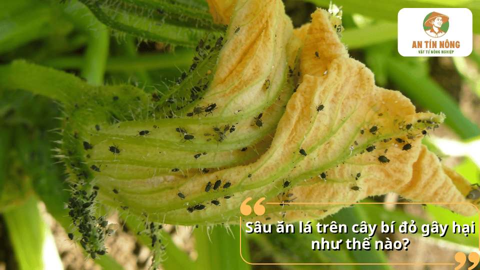 Sâu ăn lá trên cây bí đỏ gây tổn thương lá và làm giảm khả năng sinh trưởng của cây.