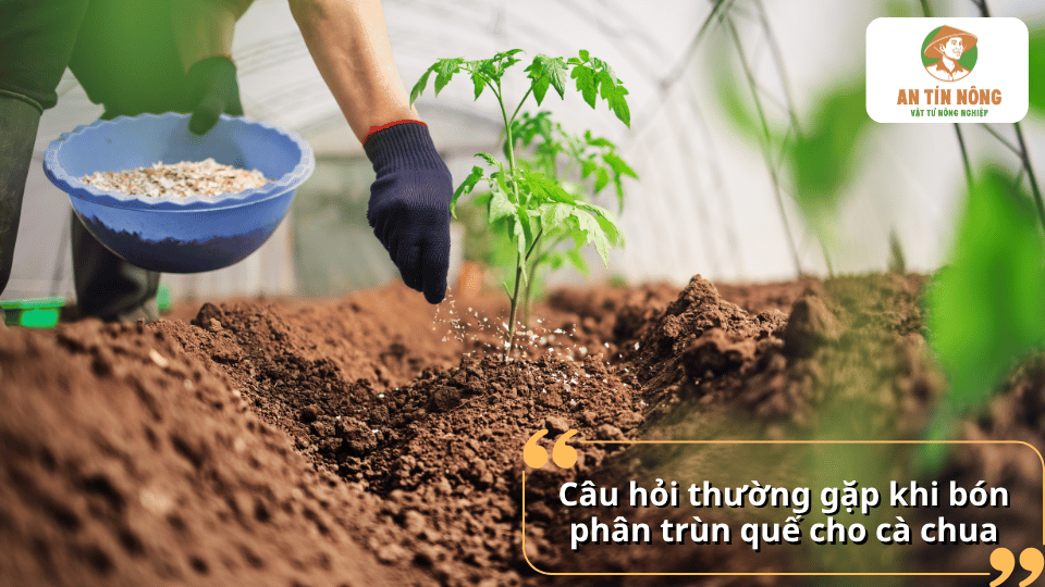 Câu hỏi thường gặp khi bón phân trùn quế cho cà chua, giải đáp cách sử dụng và thời điểm bón phù hợp.