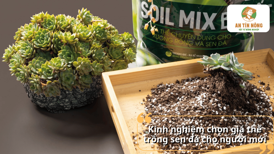 Kinh nghiệm chọn giá thể trồng sen đá cho người mới dựa trên hình ảnh sen đá, hỗn hợp giá thể và Soil Mix Ba chuyên dụng.