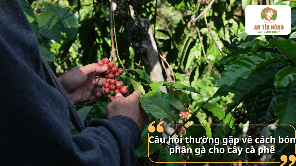 Câu hỏi thường gặp về cách bón phân gà cho cây cà phê và những vấn đề cần lưu ý khi sử dụng phân.