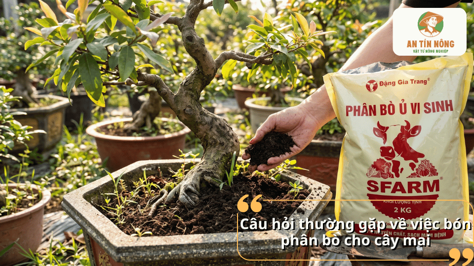 Câu hỏi thường gặp về cách bón phân bò cho cây mai vàng.