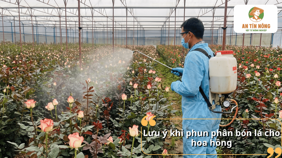 Lưu ý khi phun phân bón lá cho hoa hồng, thực hiện phun đúng kỹ thuật để cây hấp thu dinh dưỡng hiệu quả.