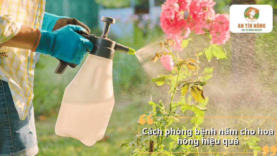 Cách phòng bệnh nấm cho hoa hồng hiệu quả bằng việc phun dung dịch chăm sóc lên cây