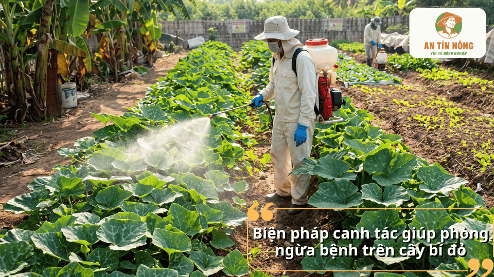Biện pháp canh tác giúp phòng ngừa bệnh trên cây bí đỏ và hạn chế nguy cơ phát sinh bệnh.