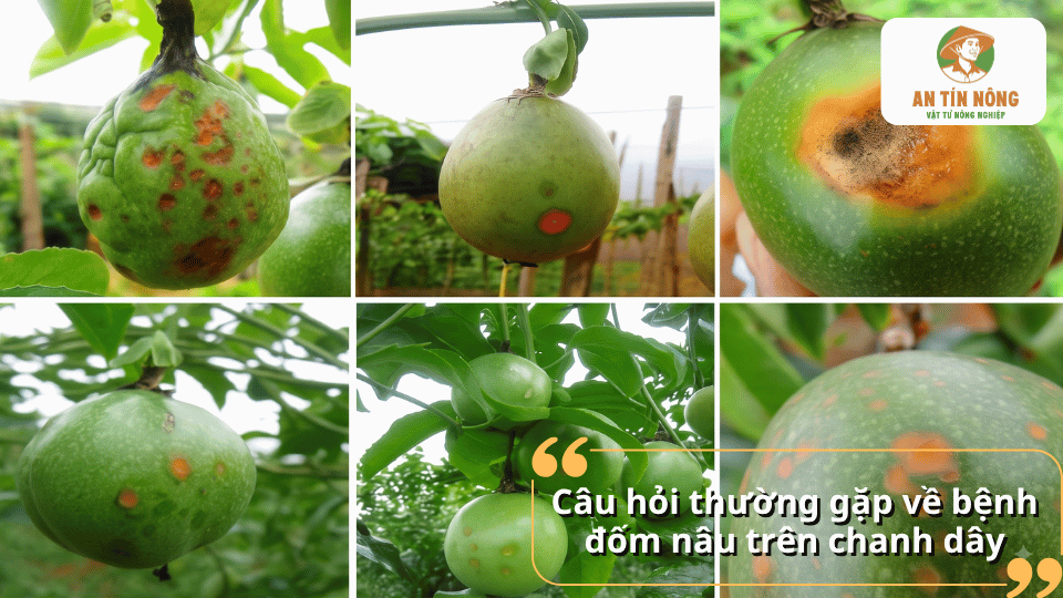 Câu hỏi thường gặp về bệnh đốm nâu trên chanh dây và cách nhận biết, phòng trị bệnh.